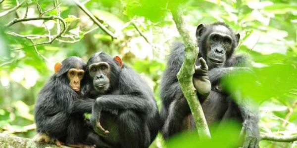 Kibale National Park