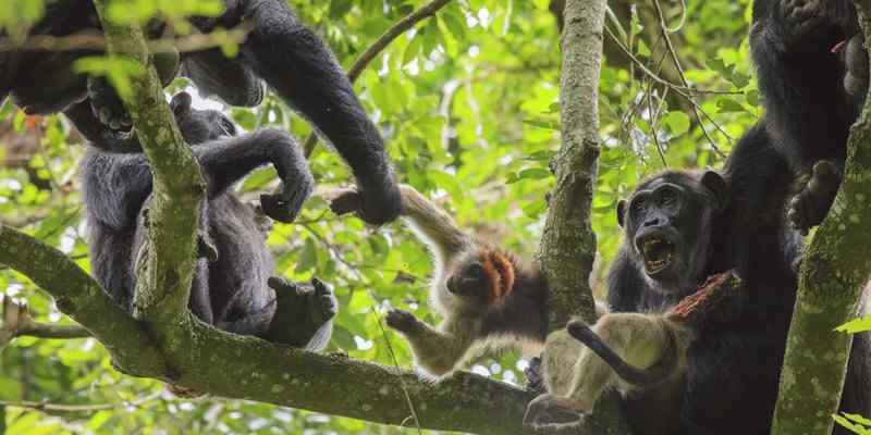 Primate Lodge Kibale, Semuliki National Park