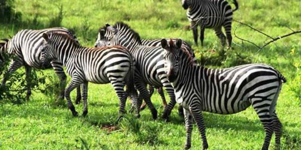 Kidepo National Park