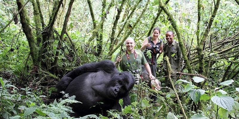 1 Day Gorilla Trekking Safari