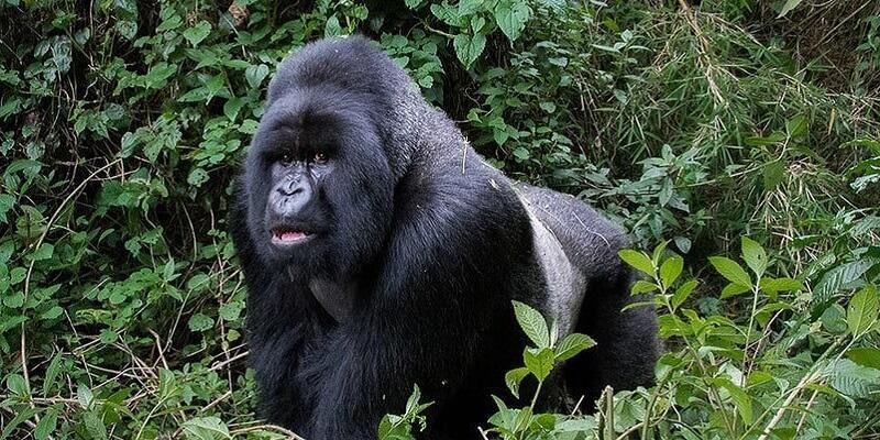Gorilla and chimpanze permits