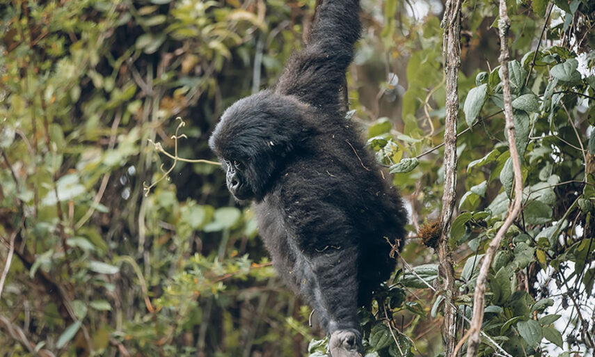 Rwanda Gorilla Trekking Permits